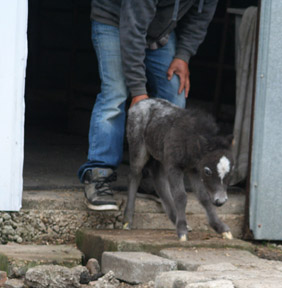 Little America's My Scarlet Sunrise