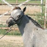 Little America’s My Scarlet Sunrise