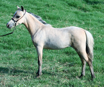 Little America's Boogie's Tater Tot 