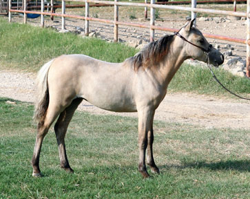 Little America's Boogie's Tater Tot 