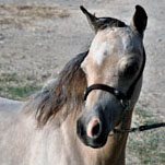 Little America's Boogie's Tater Tot