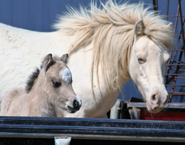 Little America's Boogie's Tater Tot