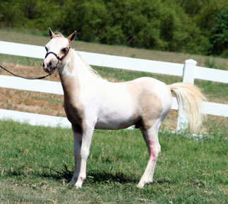 Little America’s Skip to the Top