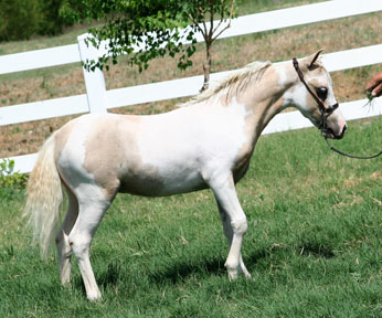 Little America’s Skip to the Top