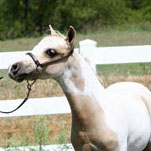 Little America’s Skip to the Top