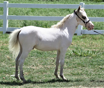 Little America's Overo's Top Hat