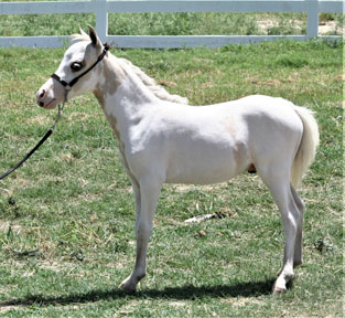 Little America's Overo's Top Hat