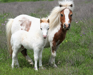 Little America's Overo's Top Hat