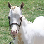 Little America's Overo's Top Hat