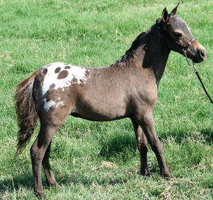 Little America's Holy Transport 