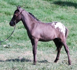 Little America's Holy Transport 
