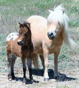 Little America's Holy Transport
