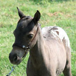 Little America's Holy Transport