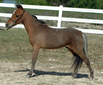 Little America's Bud Boogie