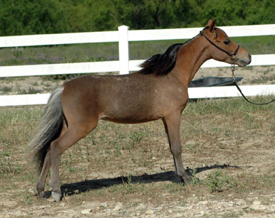 Little America's Bud Boogie