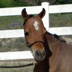 Little America's Bud Boogie