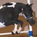 Little America's Xenon Dimitri