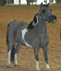 Little America's Xenon Dimitri right side