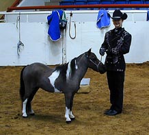 Little America's Xenon Dimitri showmanship