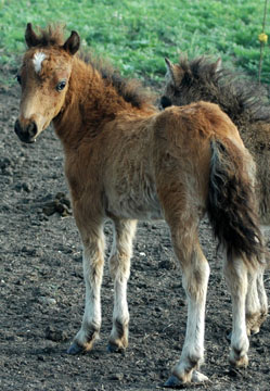 Little America's Skip's Friday 