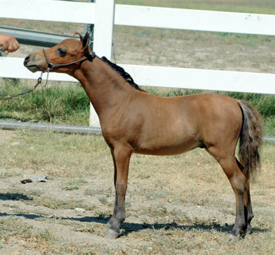 Little America's Skip's Friday