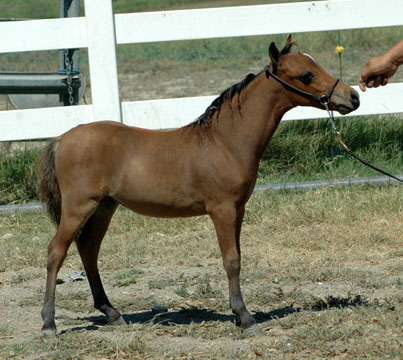 Little America's Skip's Friday