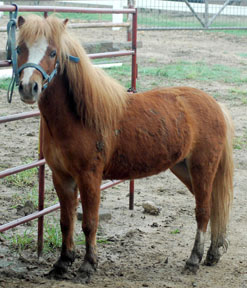 Little America's Image of Boogie