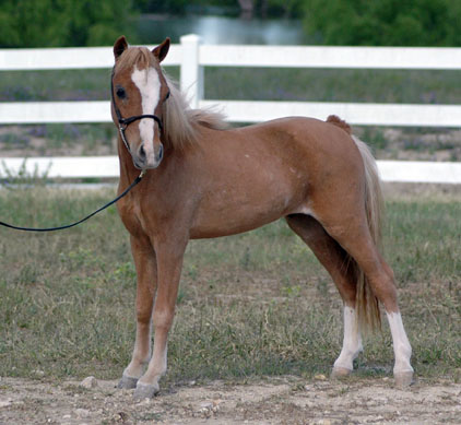 Little America's Image of Boogie