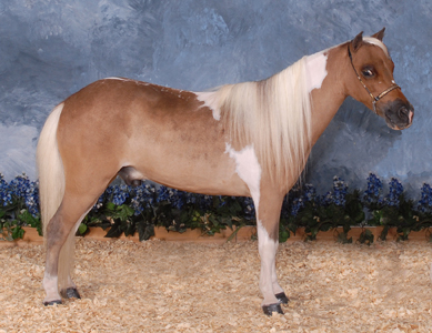 BarB Destinys Over the Rainbow right side