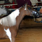 Bar B Destiny's Over the Rainbow