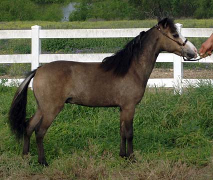 Little America's S Gold Renaissance