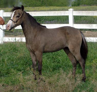 Little America's S Gold Renaissance