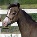 Little America's Gold Renaissance