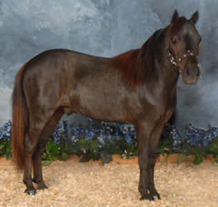 Wizard's Spell Rowdy Lucky 4 Sheeton right side