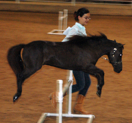 Wizard's Spell Rowdy Lucky 4 Sheeton jumping