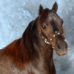 Wizard's Spell Rowdy Lucky 4 Sheeton