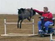 Wizard's Spell Rowdy Lucky 4 Sheeton jumper