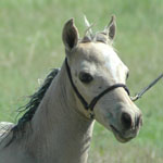 Little America's Starlite Boogie