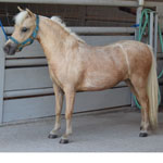 Glen Oaks Unforgetables Angelique