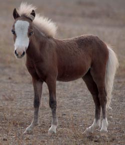 Little America's Blazing Boogie