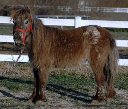 Little America Feather's Evenstar