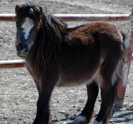 Little Americas Joy Boys Fox