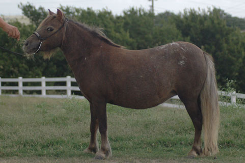 Little America's Miss Good Friday S S