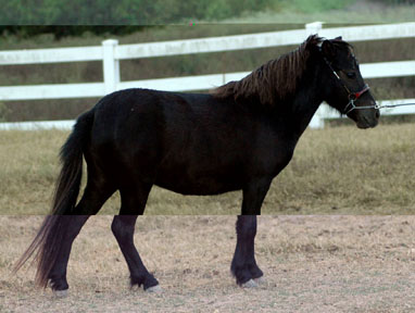 Little America's Q M Reynosa