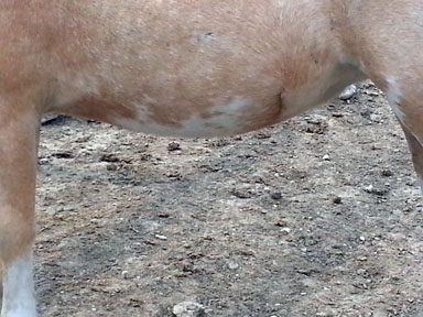 Little America's LadySelfridgeBoogie