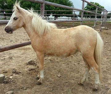 Little America's LadySelfridgeBoogie