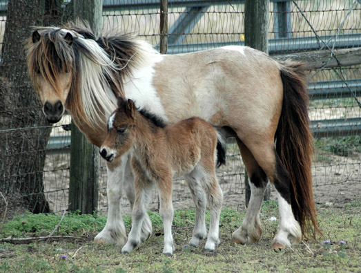 Little America's Secret's Carly X