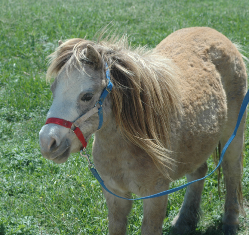 Little America's Terrific Gabriella