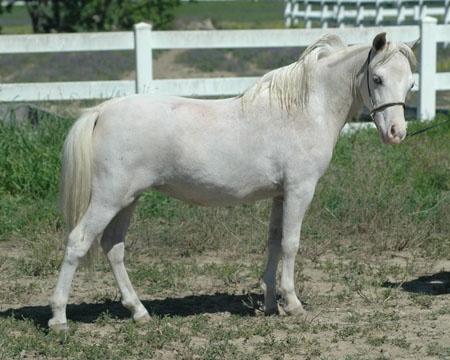 Little America's Skippa Magic