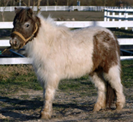 Little America's Orion Sweet Home